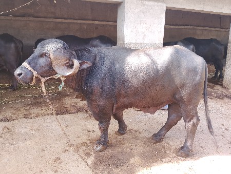 પાડો વેચવાનો છે ચાર દાતે છે