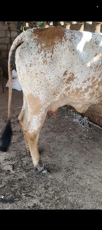 ગાય વેચવાની છે ભાવનગર બ્રેડ લાઈન
