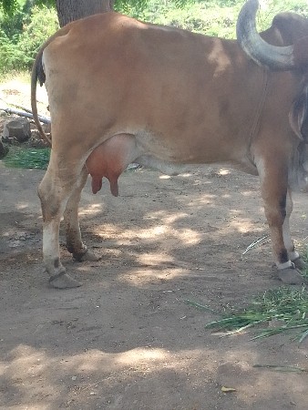 ગાય