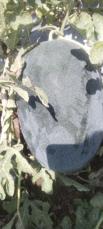 તરબૂસ 2થિ 6 કીલો સે