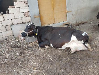 એચ એસ ગાય ૩વેતર