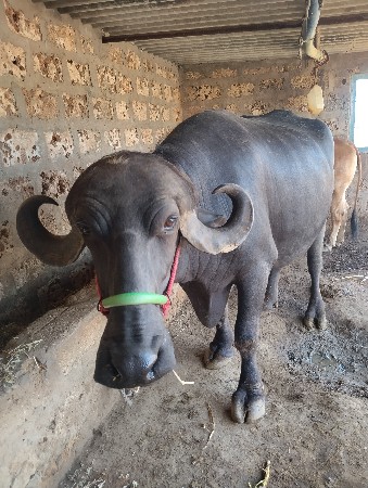 પેલું વેતર ઉંચાઈ લંબાઈ પુરી