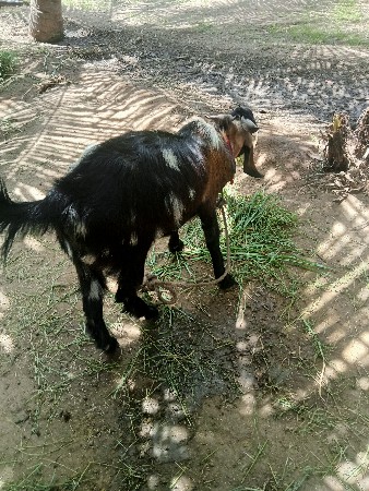 બકરો દેવાનો છે