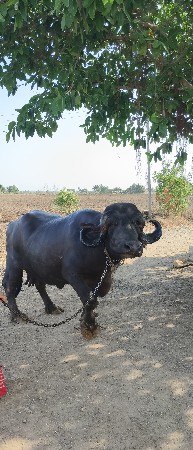 ભેંસ