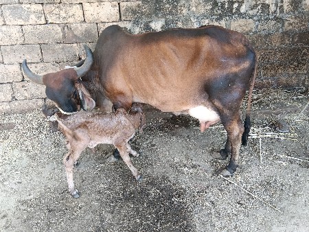 ગાય વેચવાની છે