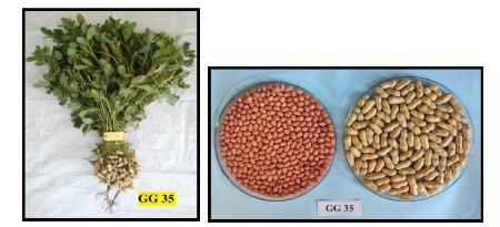 GG 35 મગફળી
