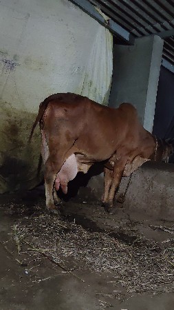 gai vechvani che 3ju vetar