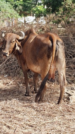 ગાય વેચવાની છે