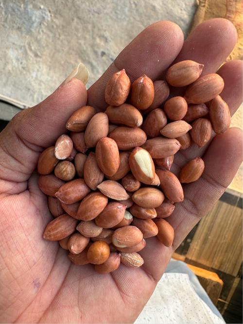 માંડવીનું બિયારણ વેચવાનું છે