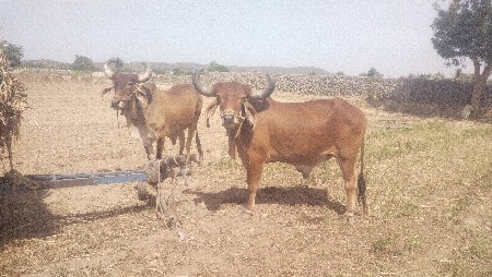 બળદ વેચવાના છે.
