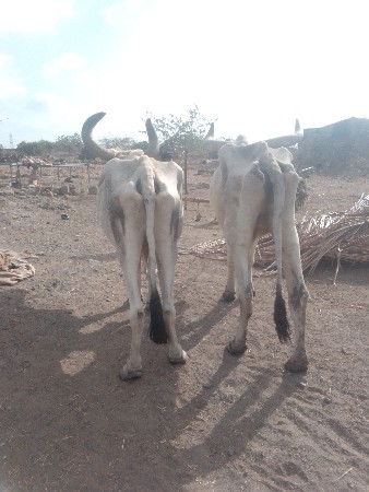 રમેશભાઈ સોલંકી