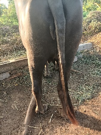 1 વેતર ખડેલી વેસવાની છે