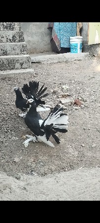 કબુતર દેવાના છે
