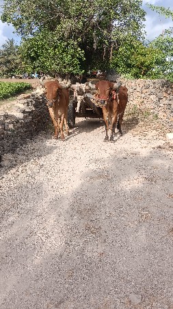 ગોરીયા