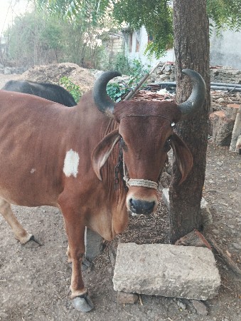 ગાય વેચવાની છે 15 દિવસની કાશી