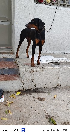 dog