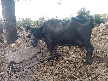 bhesh veshvani chhe