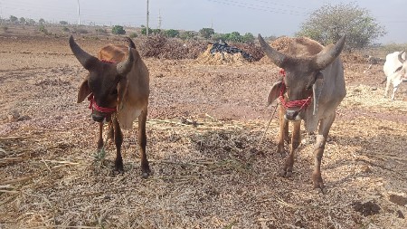 ગોઢલા વેચવા ના છે