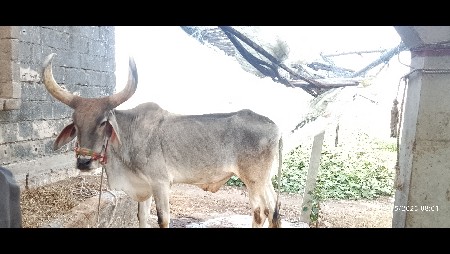 બળદ વેસવાનો છે બેય બાજુ હાલે