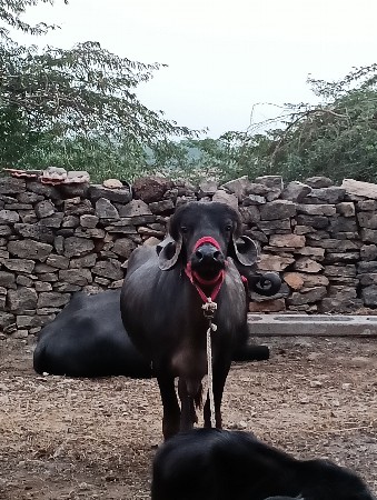 પેલા વેતર ખડેલિ વેચ વા ની છે