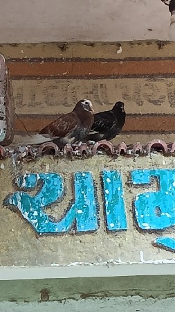 કબૂતર વેચવાના છે