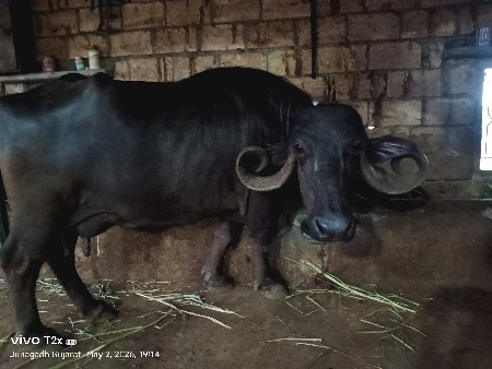 ભેંસ વેસવાની