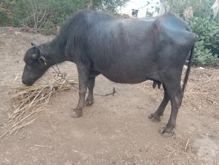 વેચવાની છે