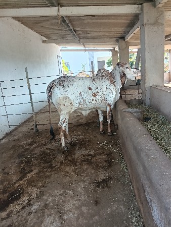 હોડકી વેચવાનીશે