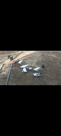 કીમત ફિરફાર થ સે
7567764908