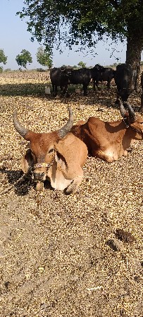 ગોડલા વેચવાના છે