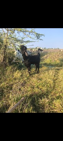 બોકડો વેંચવાનો છે