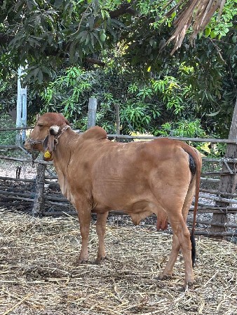વેચવાની છે