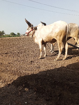 બળદ વેચવાનો છે