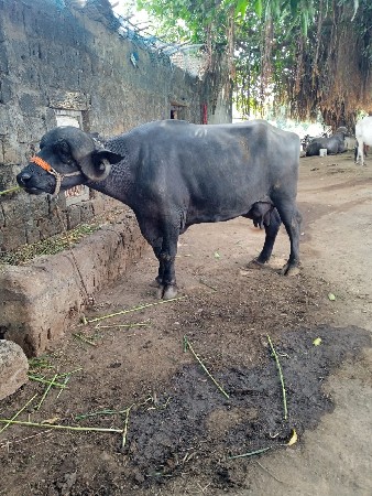 ત્રણ મહિના
