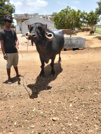 આ પાડો વેચવાનો છે