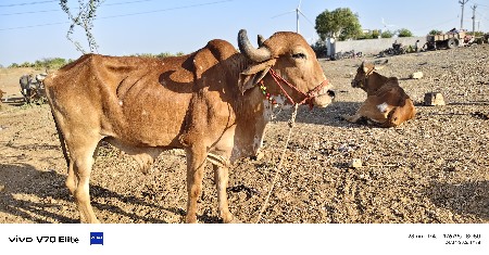 વેચવાનો છે