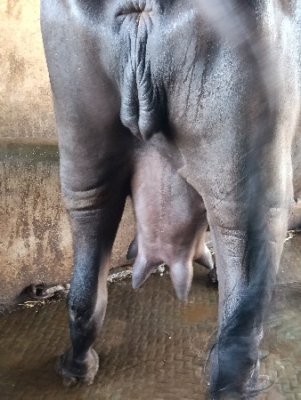 ભેંસ વેચવાની છે