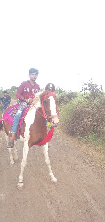 ચાલુ થાણ ની ઘોડી વેચવાની છે