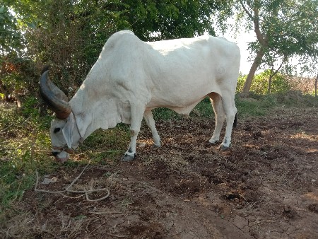 આ બળદ ની જોડ કરવાની છે