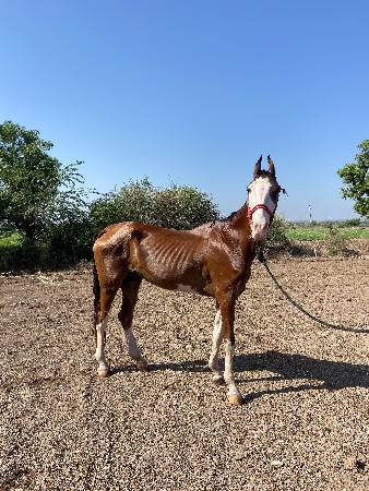 હા