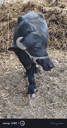 વેચવાની છે