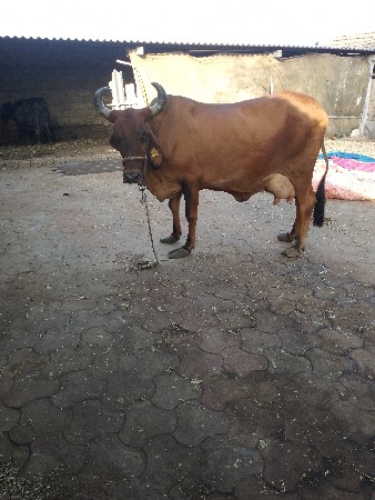 ગાય વેચવાની છે