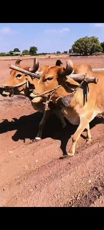 બળદ વેચવાના છે