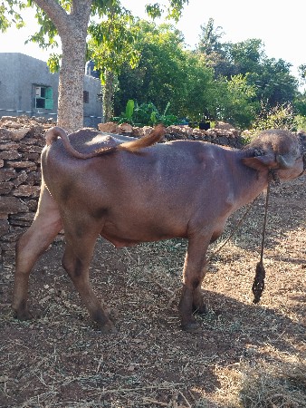 ભુરો પાડો