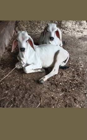 સાટા કરવાના છે