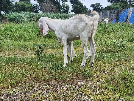 સોજત ગુલાબી