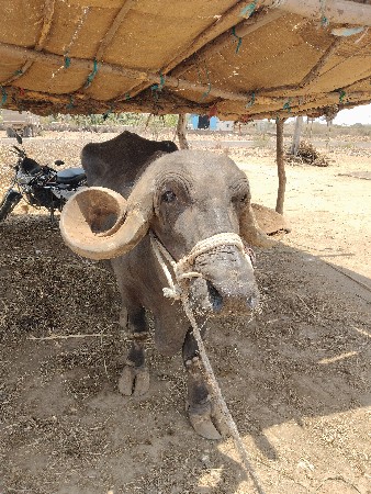 ભેંસ વેચવા ની છે