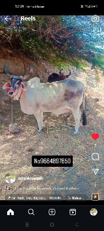 પીપરી
