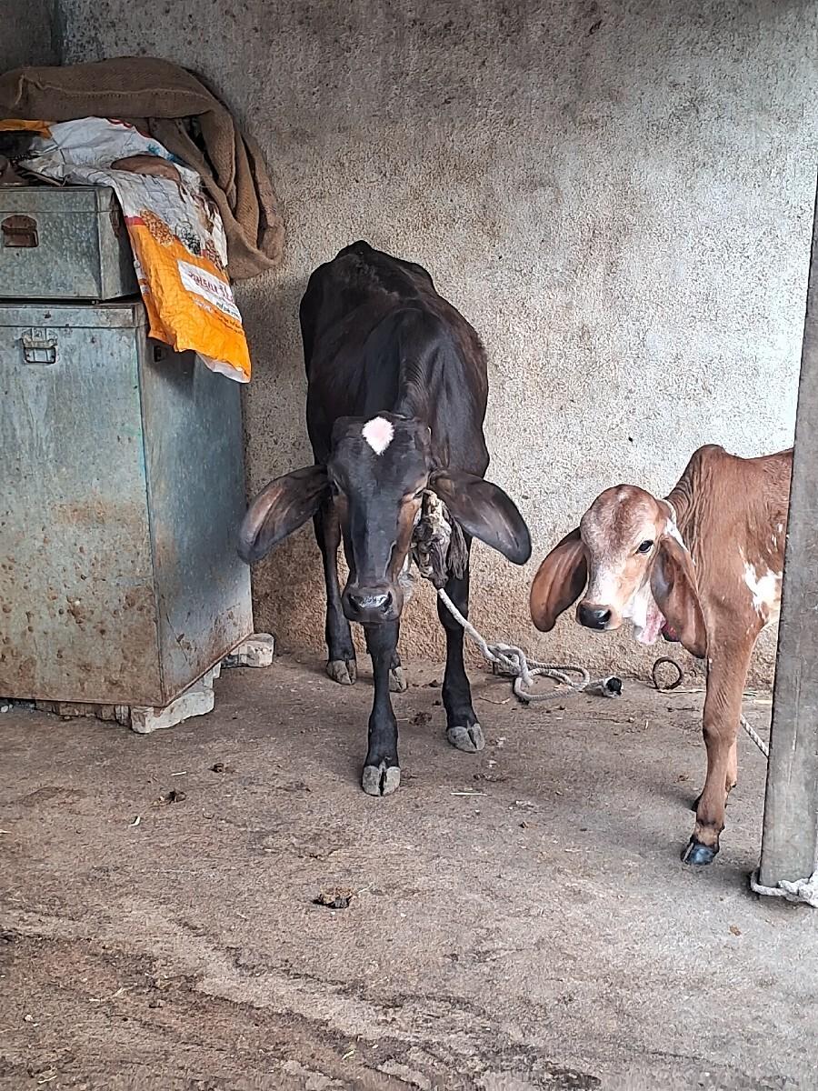 ગીર કૌસ વાછડી