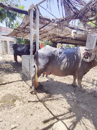 ભેંસ વેચવાની છે